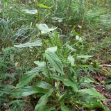 Digitalis grandiflora. Нижние части побегов. Свердловская обл., г. Екатеринбург, окр. пос. Шабровский, берёзовый лес. 19.08.2018.