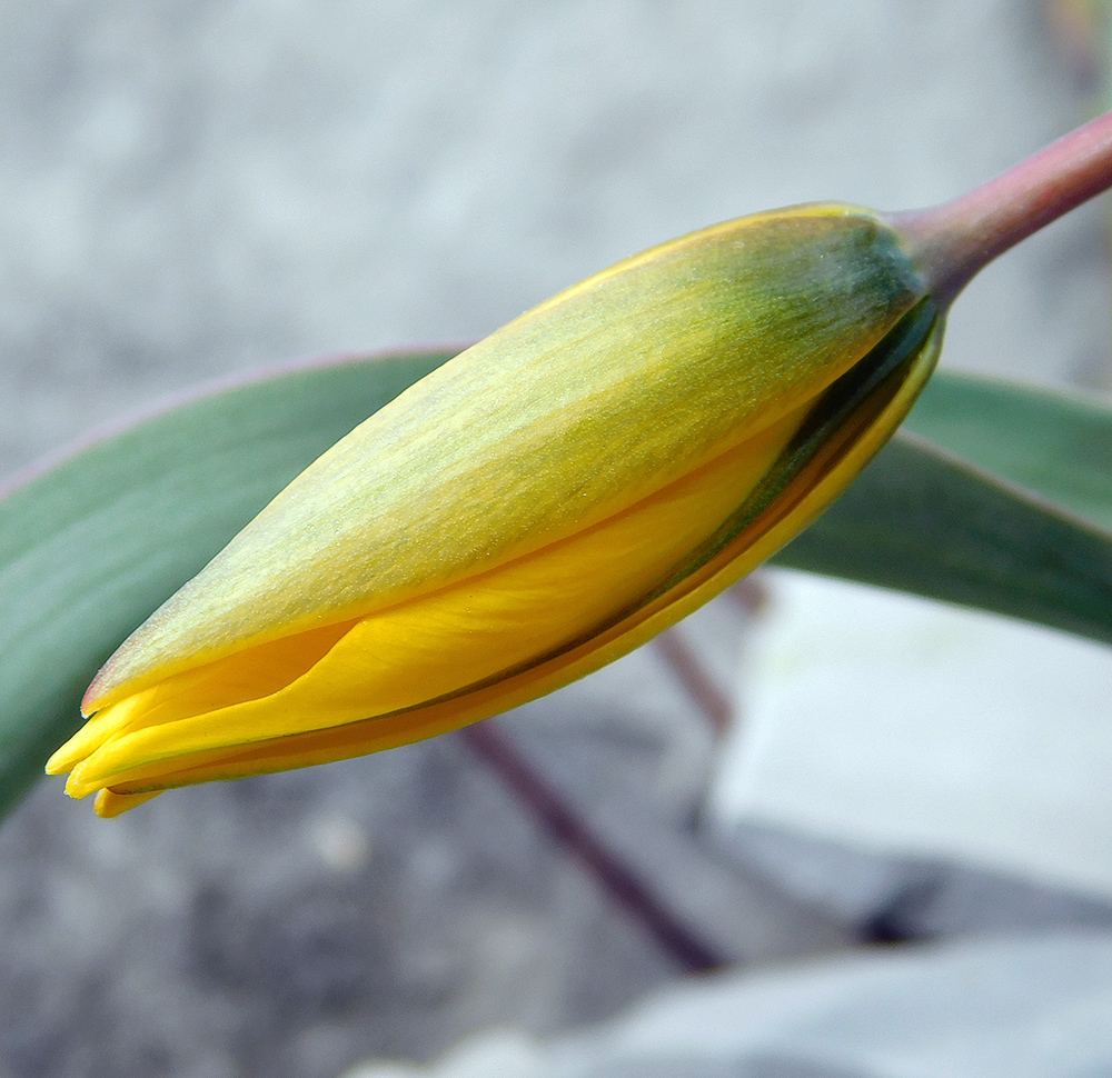 Изображение особи Tulipa australis.