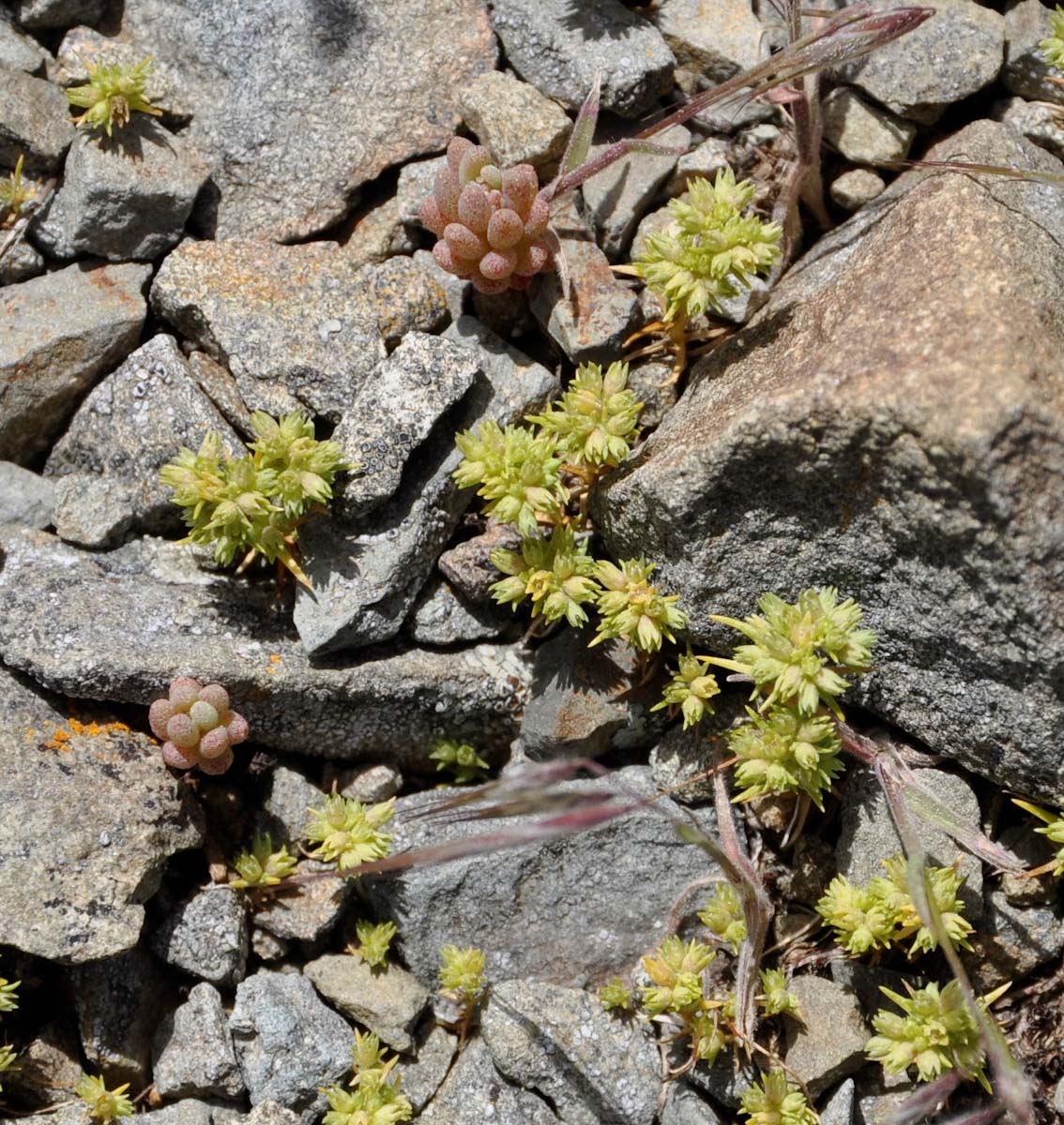 Image of Scleranthus verticillatus specimen.