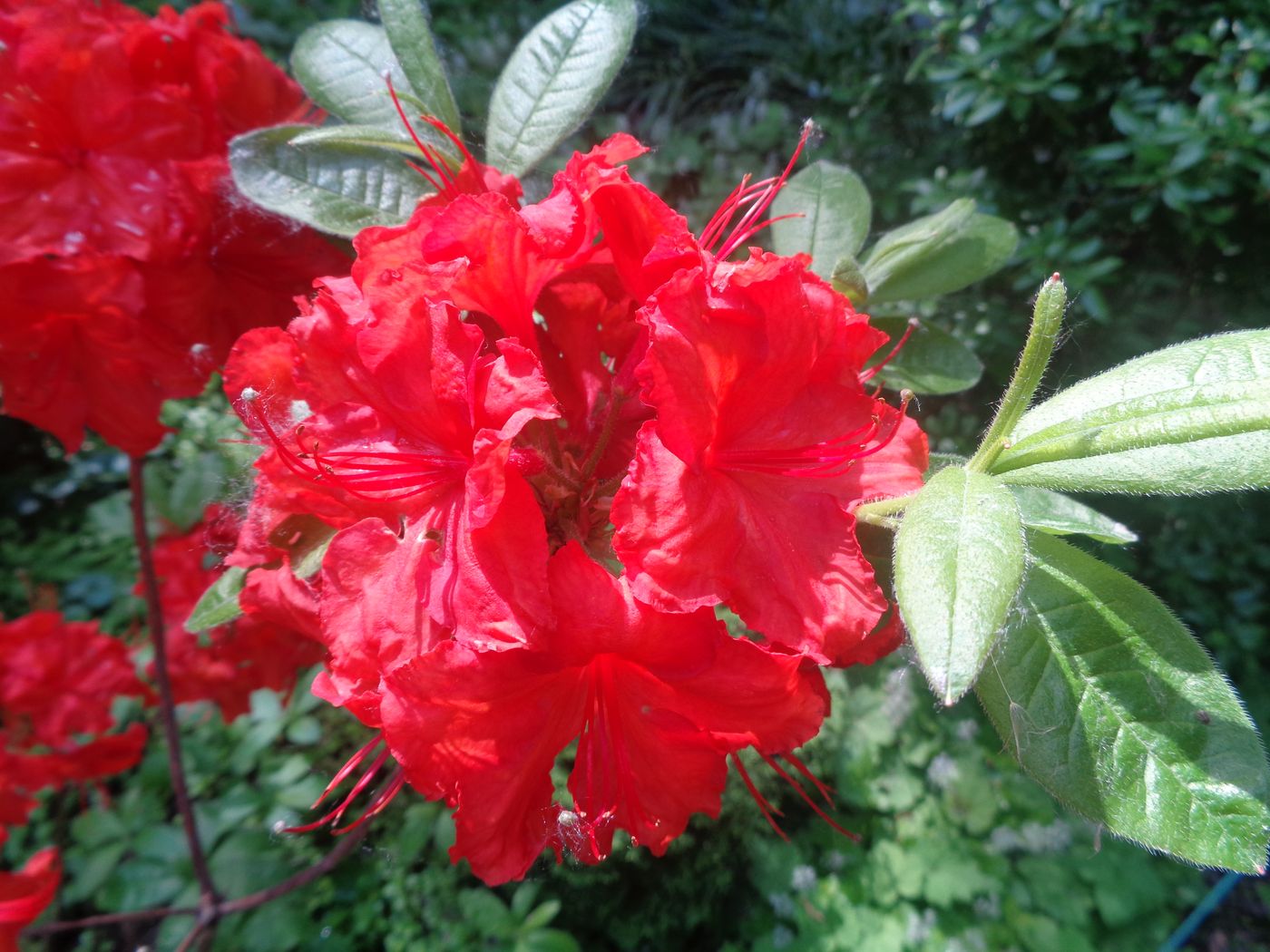 Image of genus Rhododendron specimen.