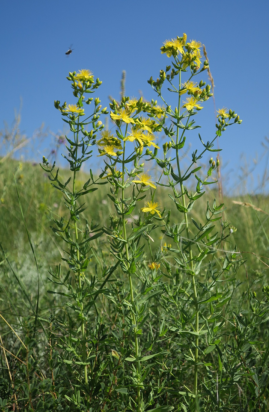 Image of Hypericum elegans specimen.