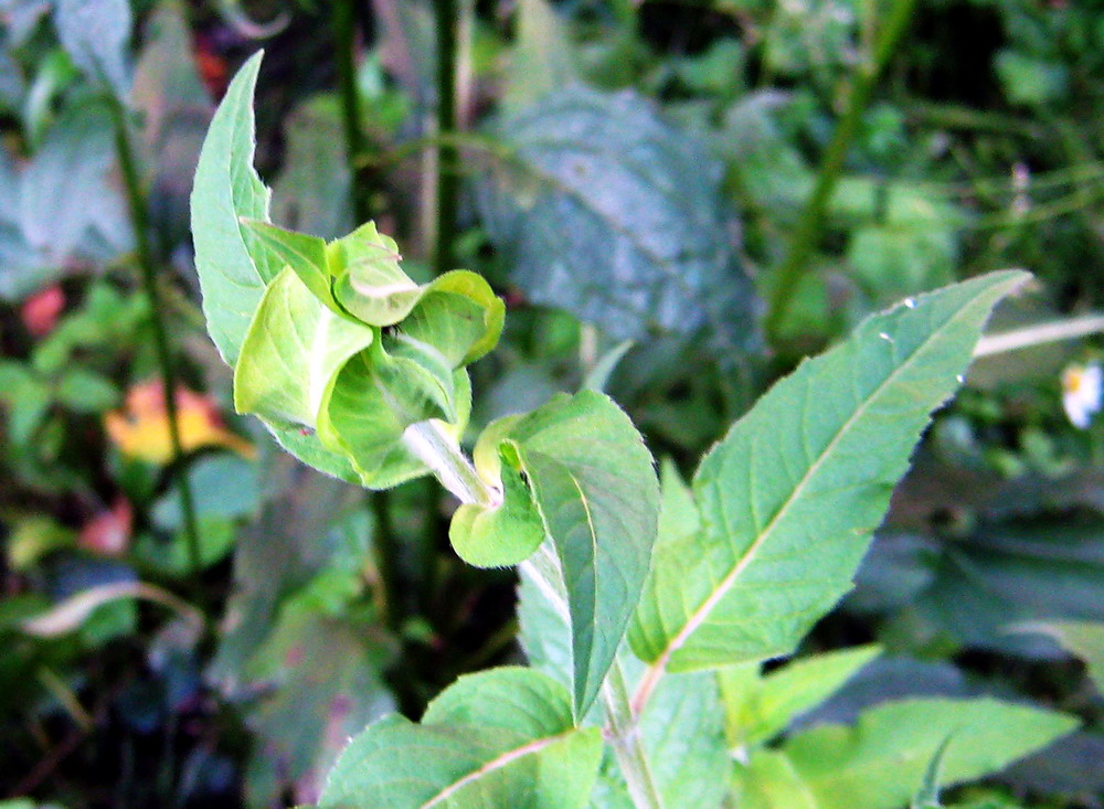 Image of Monarda fistulosa specimen.