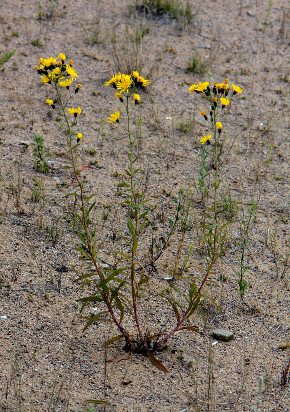 Image of Hieracium umbellatum specimen.