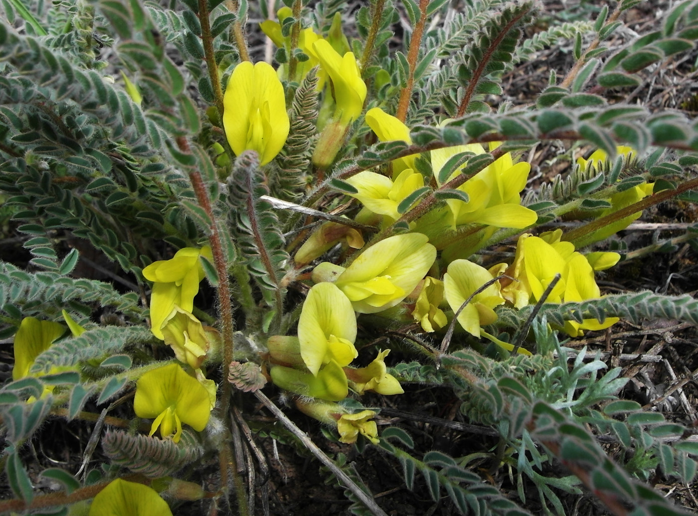 Изображение особи Astragalus buchtormensis.