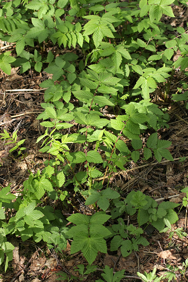 Image of Filipendula ulmaria ssp. denudata specimen.