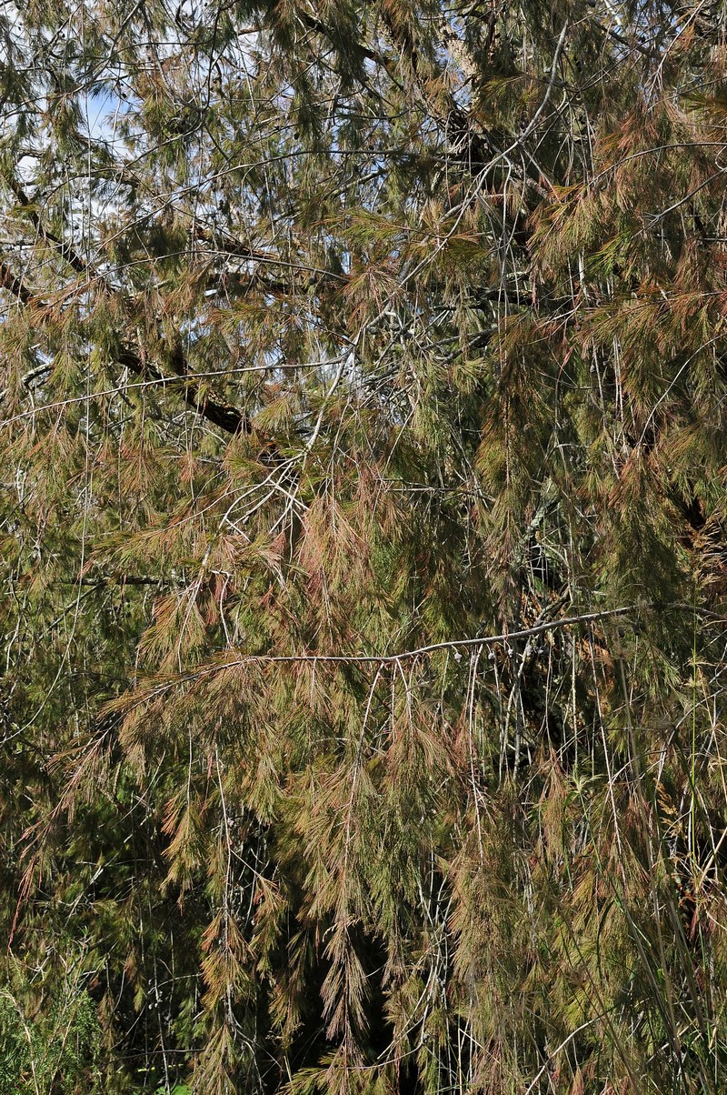 Image of Allocasuarina torulosa specimen.