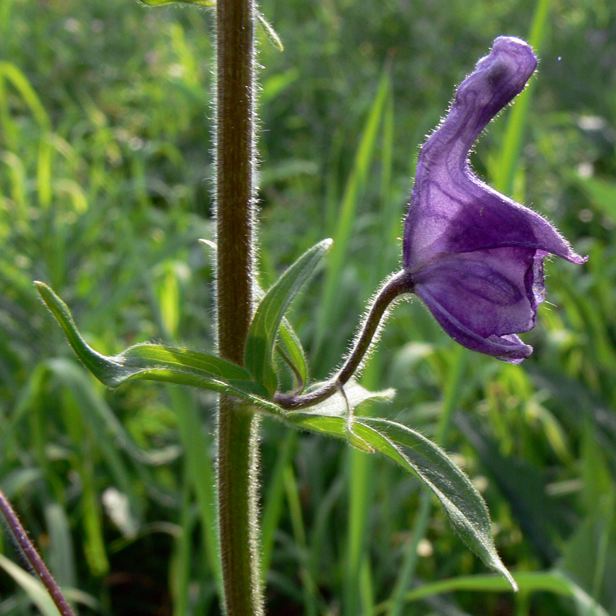 Image of Aconitum septentrionale specimen.