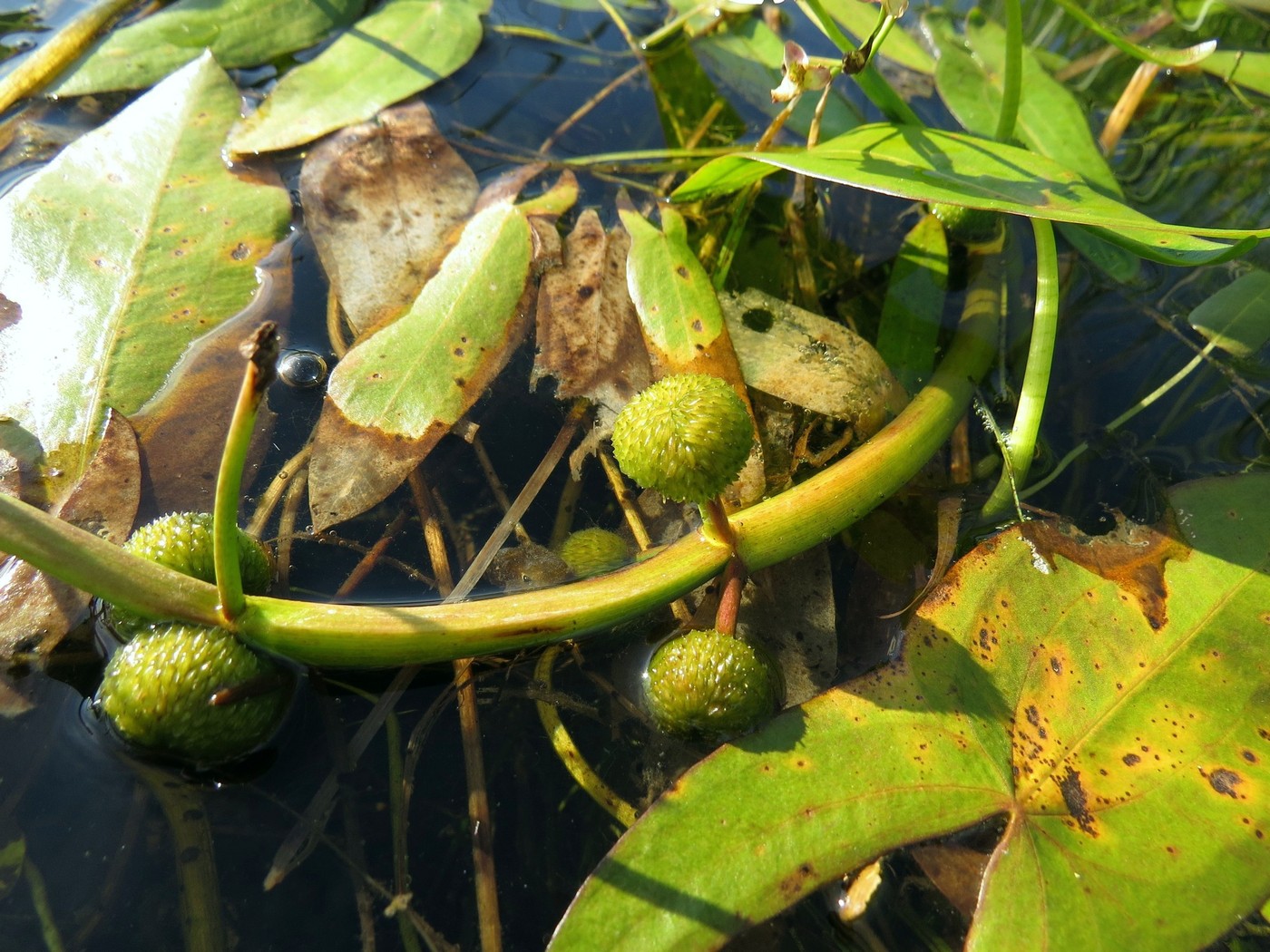 Image of Sagittaria natans specimen.