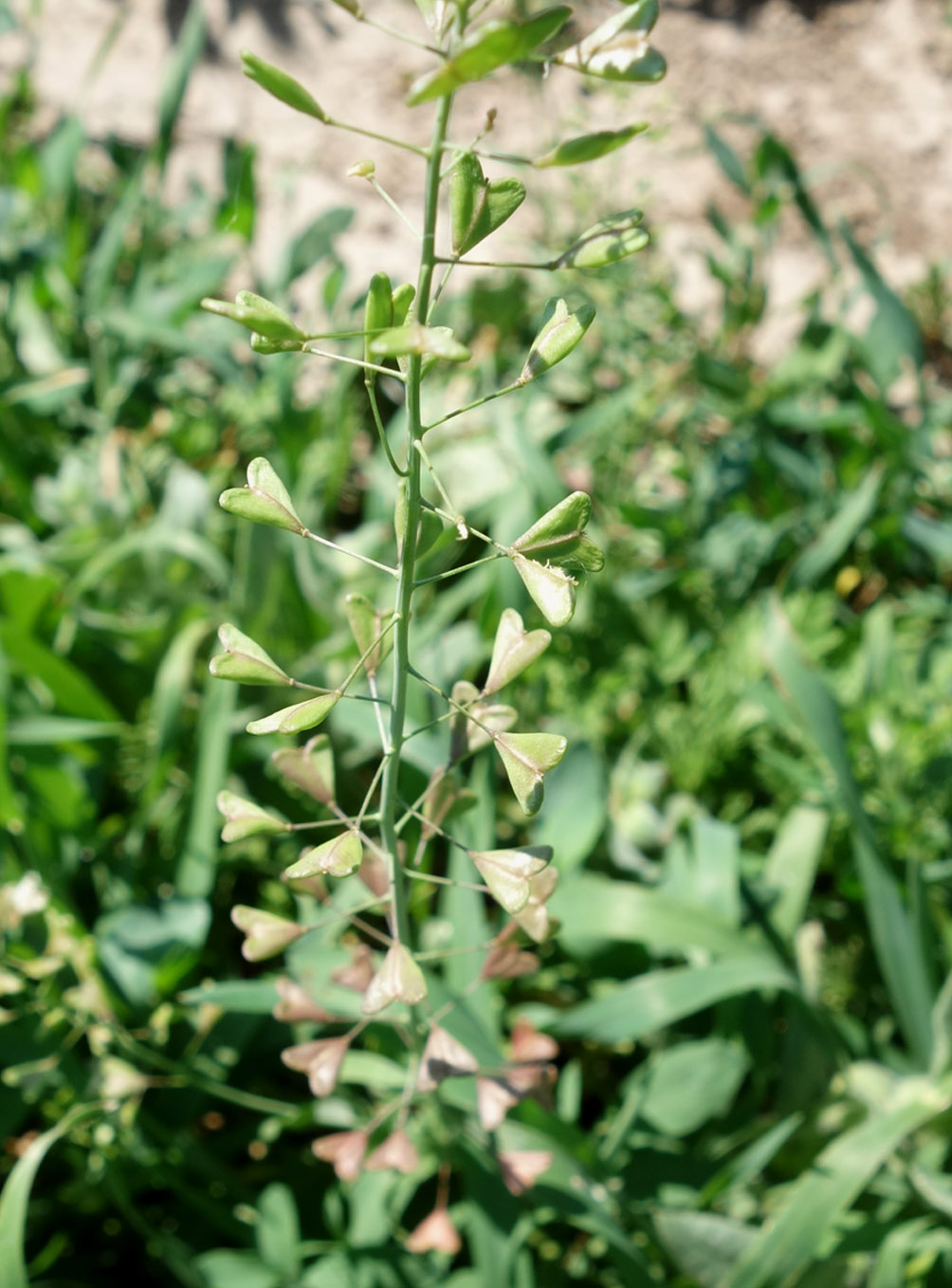 Image of Capsella bursa-pastoris specimen.