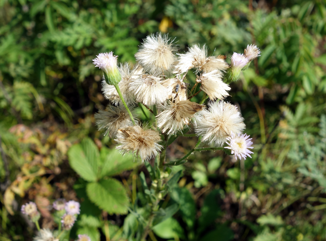 Image of genus Erigeron specimen.