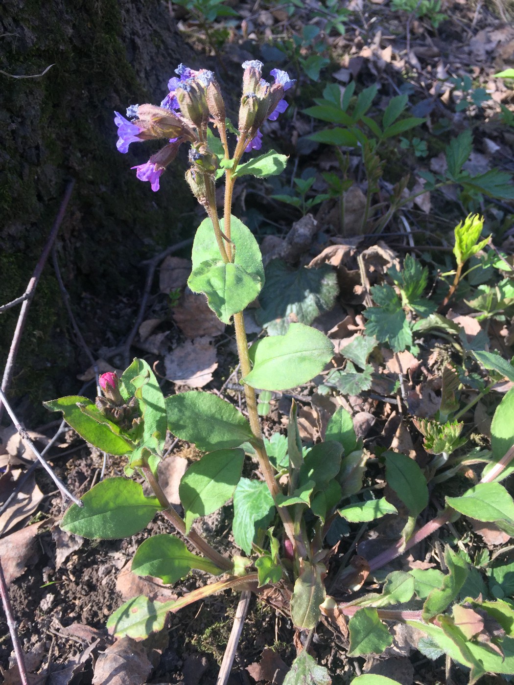 Изображение особи Pulmonaria obscura.