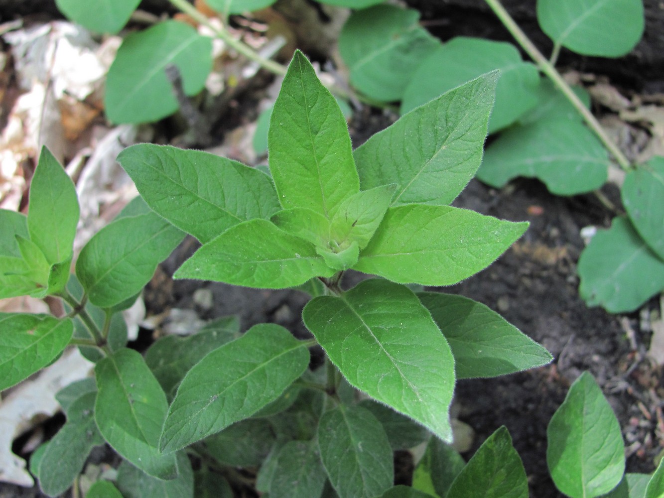 Изображение особи род Lysimachia.