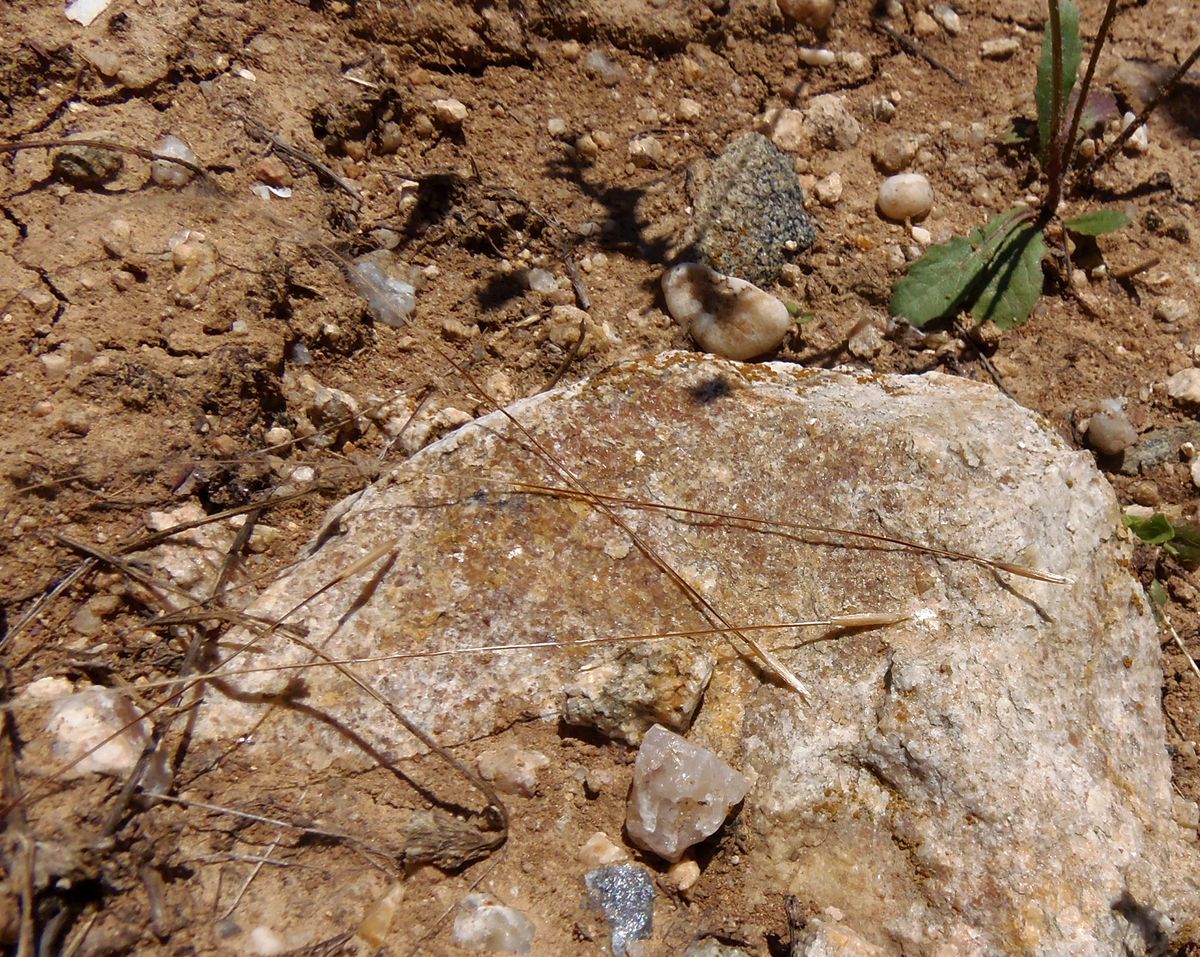 Image of genus Stipa specimen.