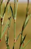 Polygonum patulum. Средняя часть побега (Polygonum patulum var. gracilius). Алтайский край, Благовещенский р-н, окр. пос. Степное озеро, на грунтовой дороге через выпасаемую степь. 04.07.2020.