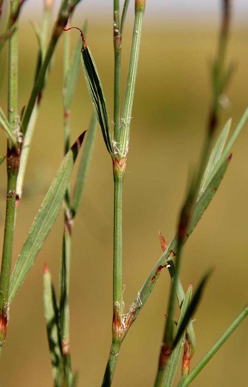 Image of Polygonum patulum specimen.