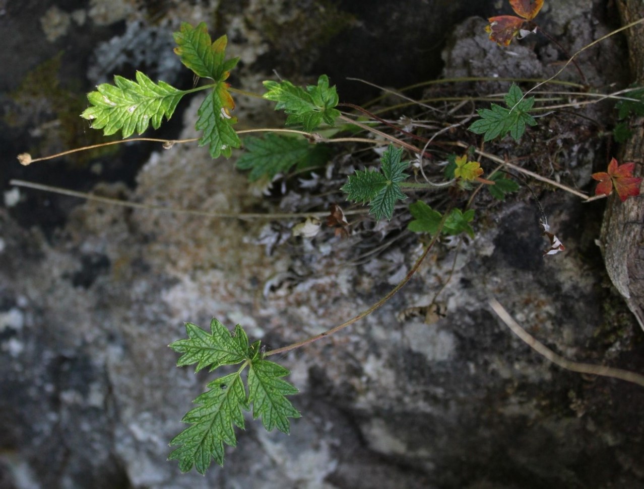 Image of Potentilla kuznetzowii specimen.