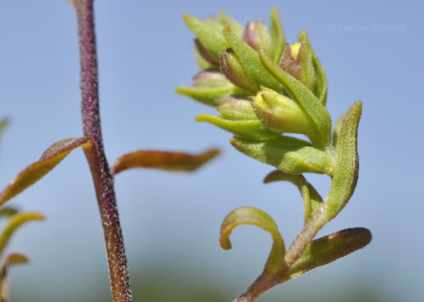 Изображение особи Orthanthella lutea.