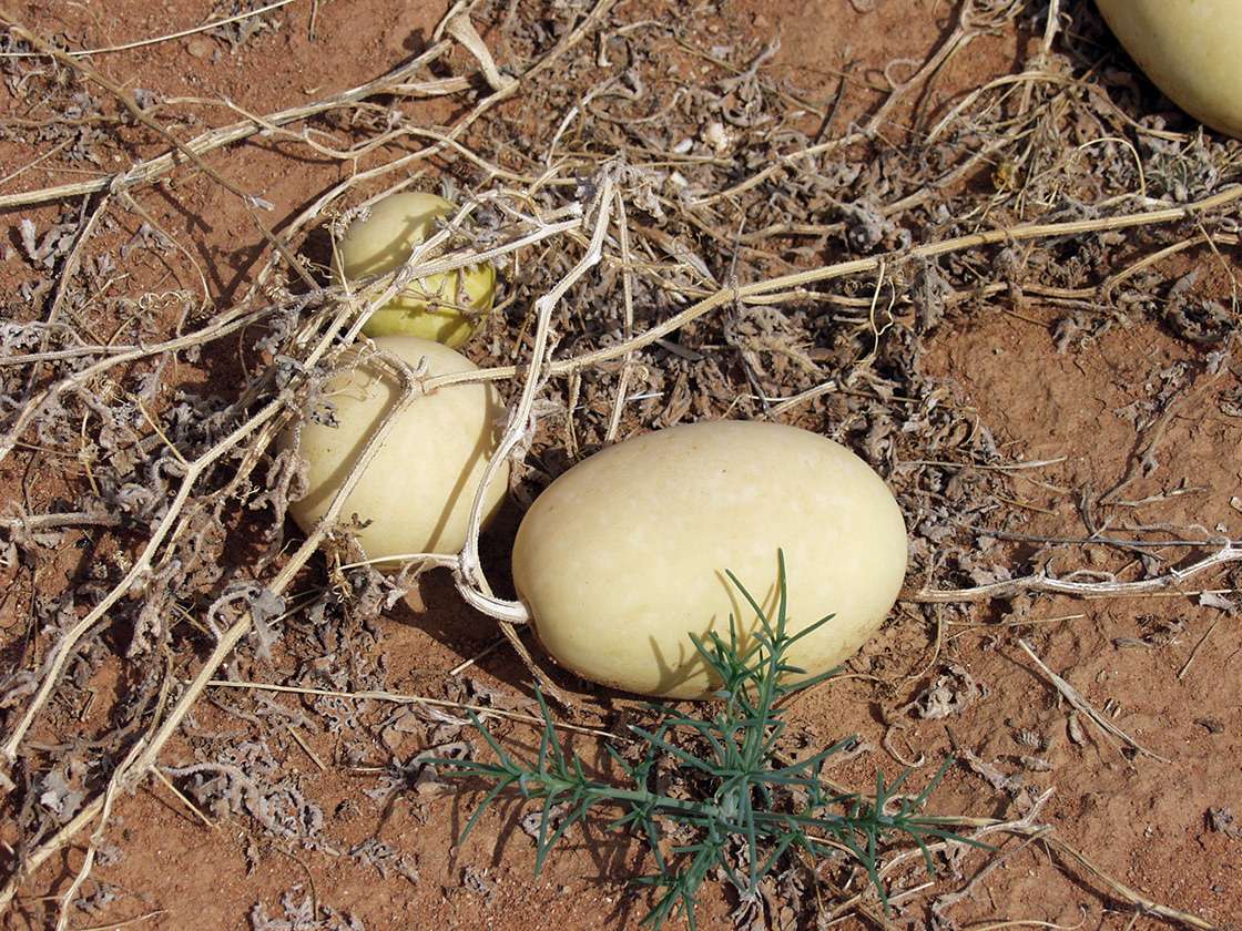 Image of Citrullus colocynthis specimen.