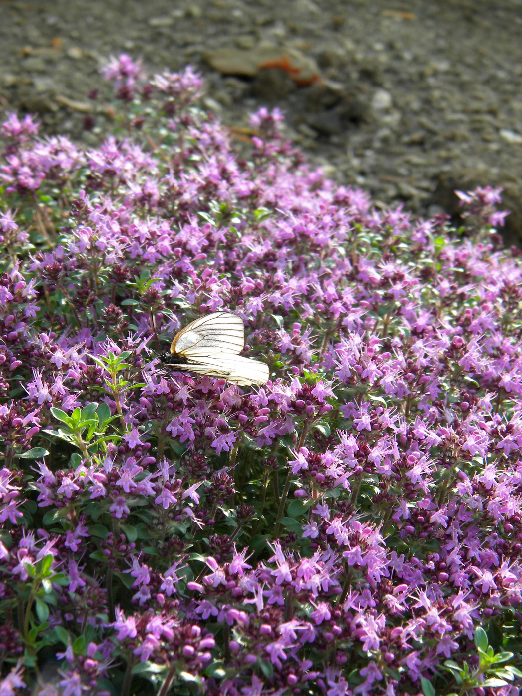 Изображение особи Thymus reverdattoanus.