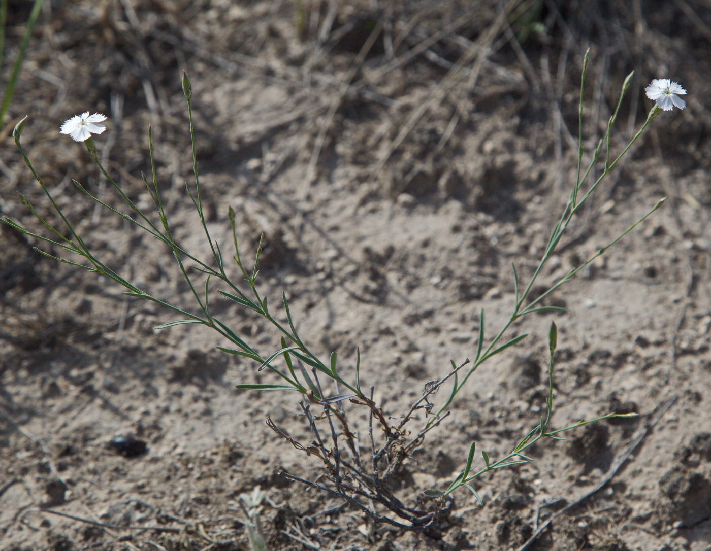 Image of genus Dianthus specimen.