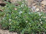 Astragalus guttatus