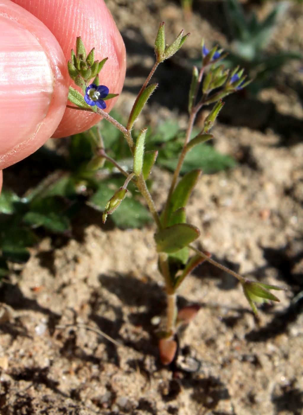 Image of Veronica campylopoda specimen.