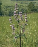 Phlomoides tuberosa