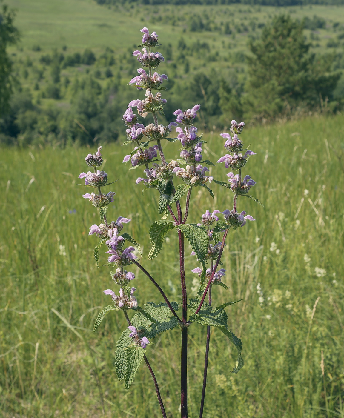 Image of Phlomoides tuberosa specimen.