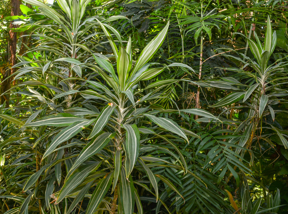 Image of Dracaena reflexa specimen.