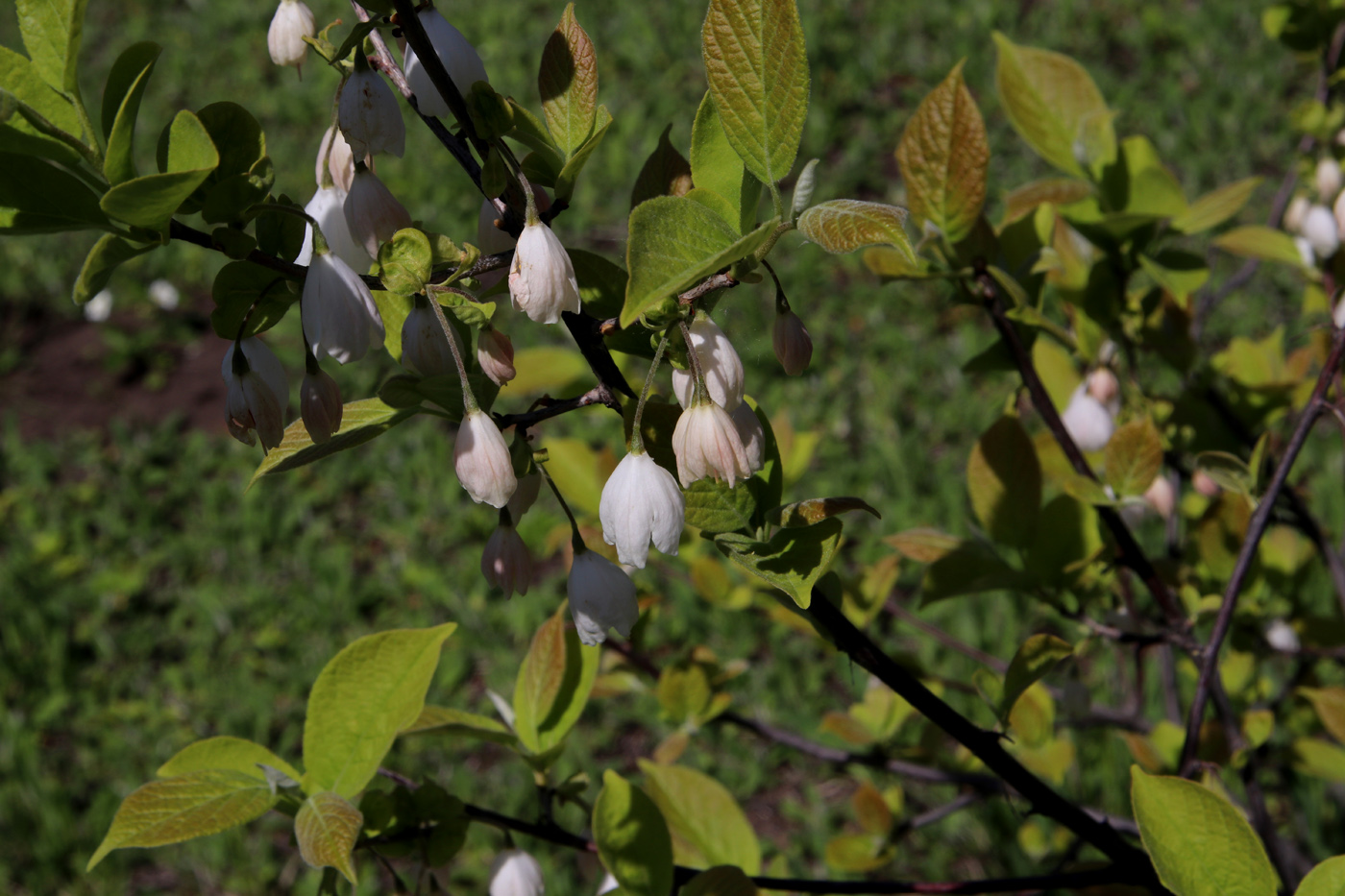 Image of Halesia carolina specimen.