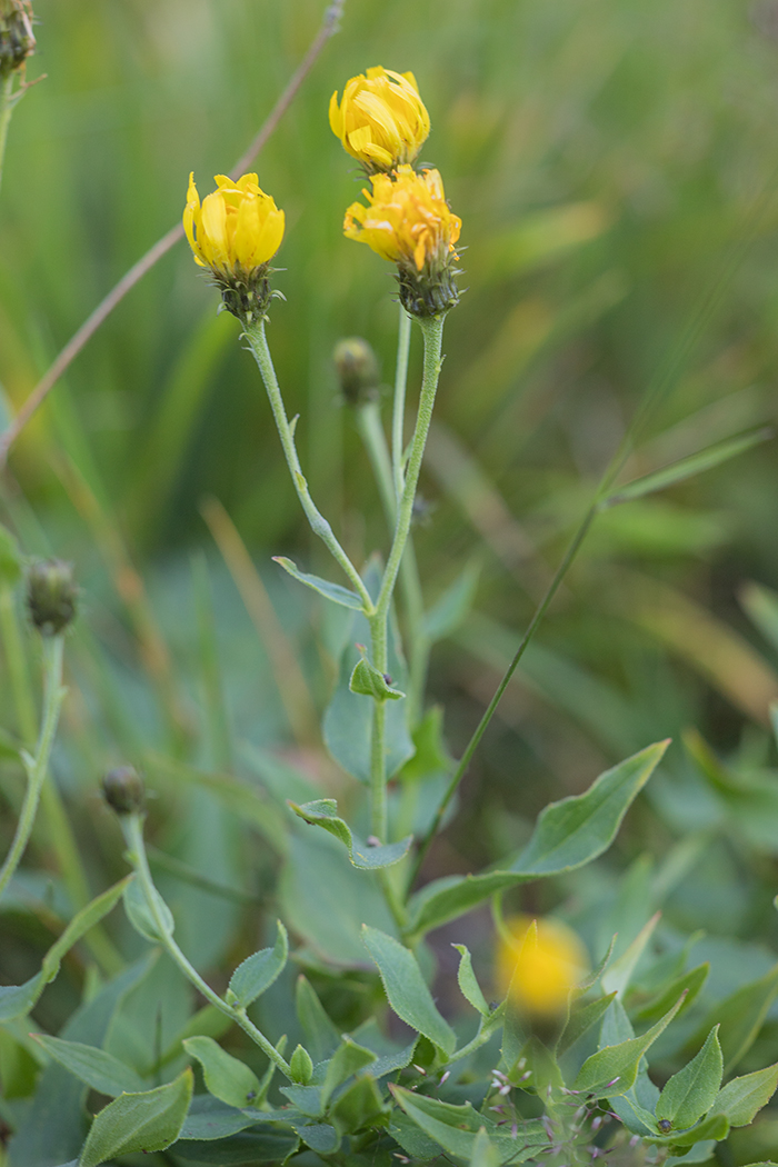 Image of genus Hieracium specimen.