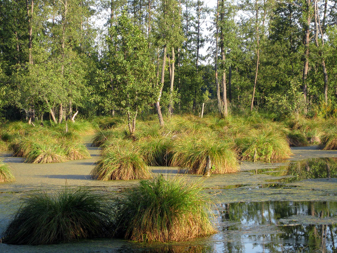 Image of genus Carex specimen.