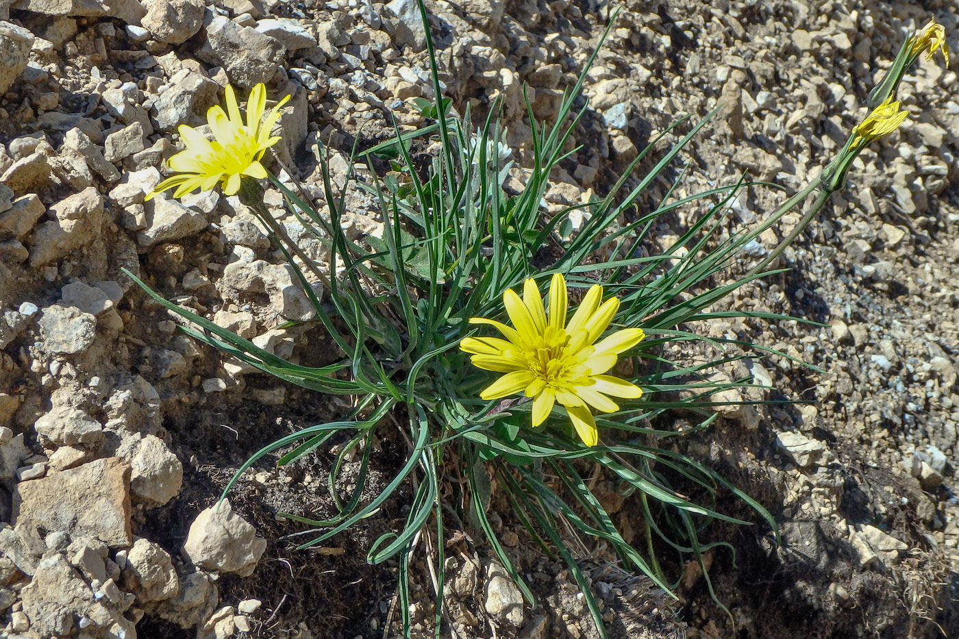 Изображение особи Tragopogon filifolius.