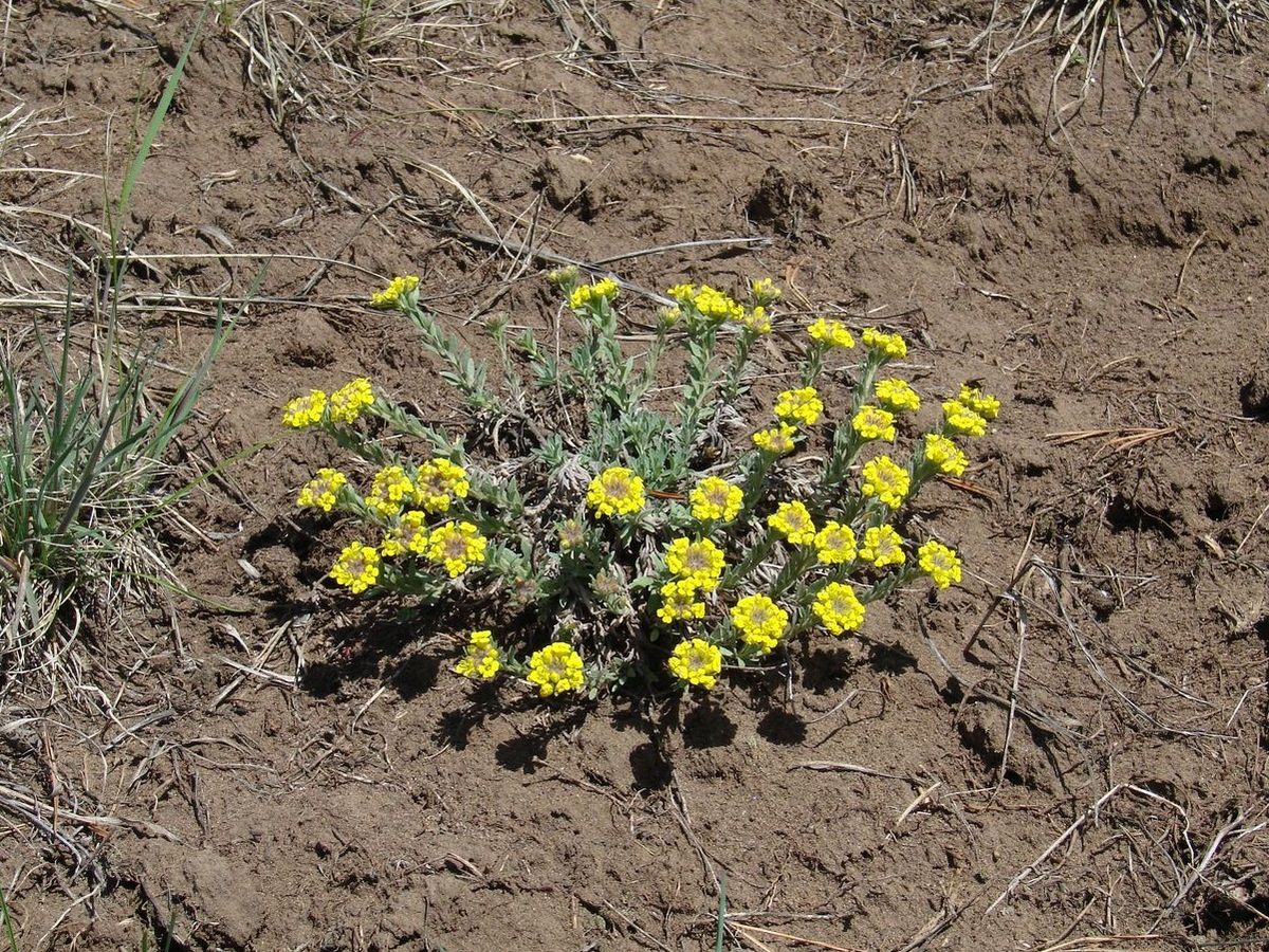 Image of Alyssum lenense specimen.