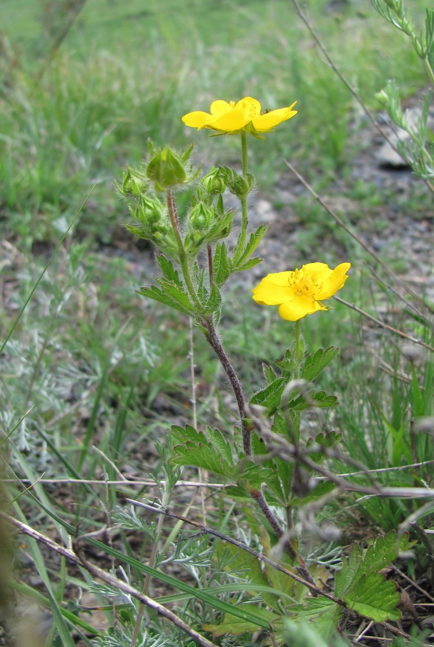 Image of Potentilla adscharica specimen.
