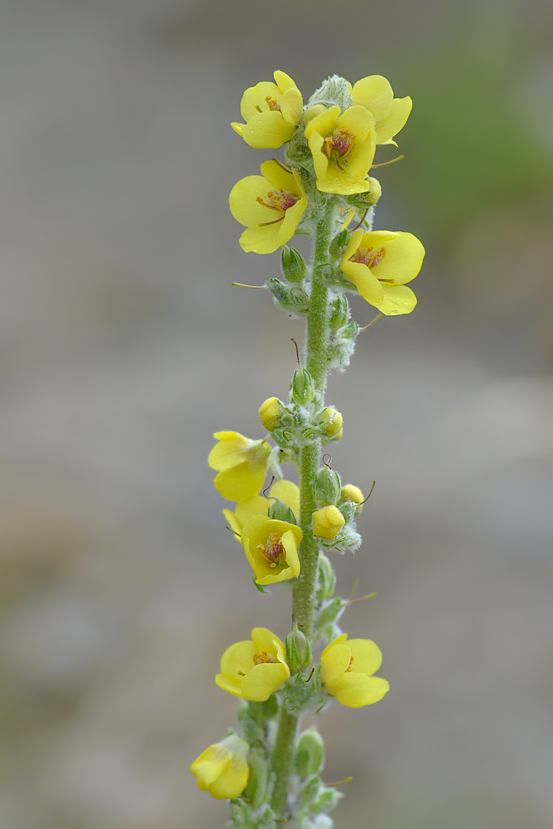 Image of Verbascum gossypinum specimen.