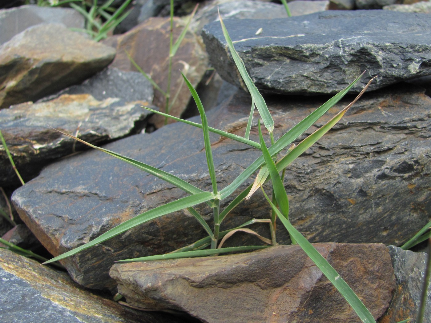 Изображение особи семейство Poaceae.