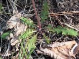 род Taraxacum. Розетка листьев и основание цветоноса цветущего растения. Ульяновск, Заволжский р-н, опушка дубового леса. 09.05.2022.