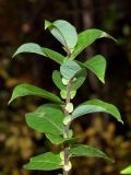 Смотреть изображение Salix hastata