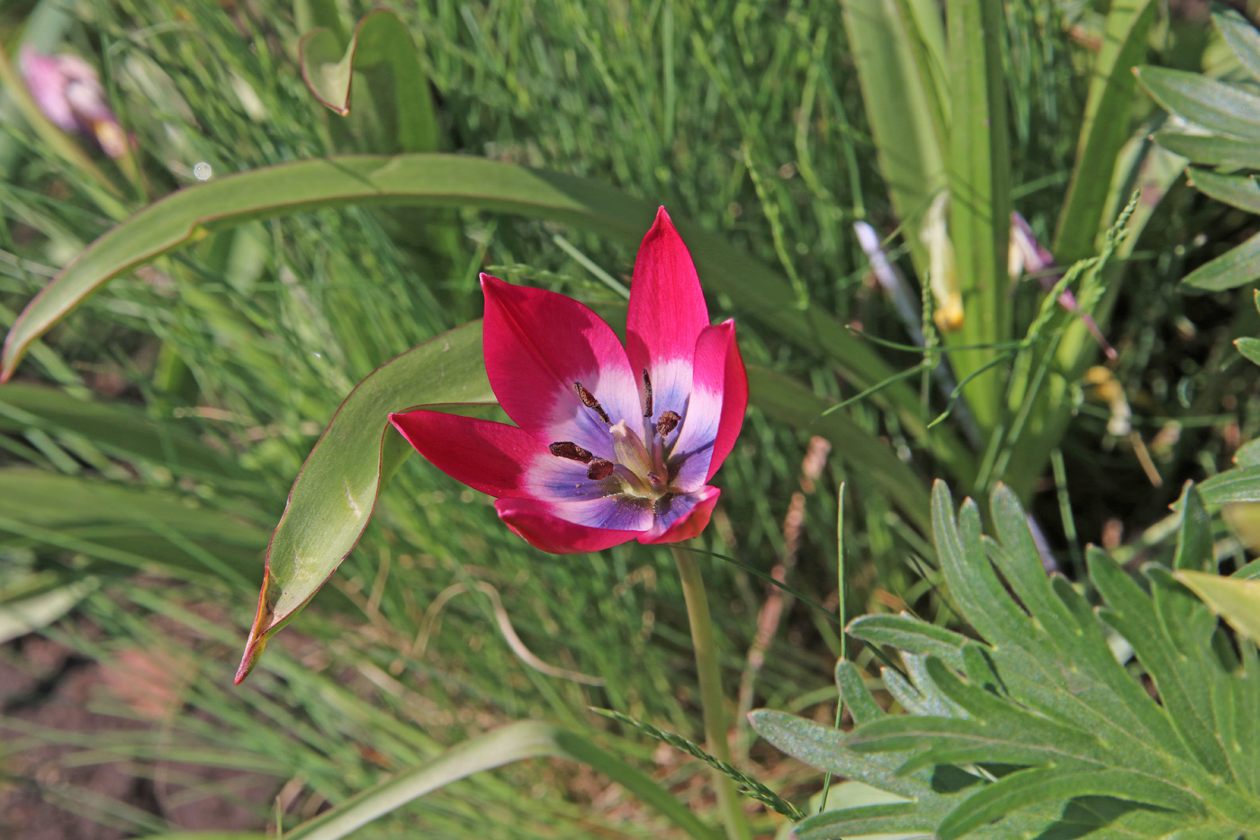 Изображение особи Tulipa humilis.