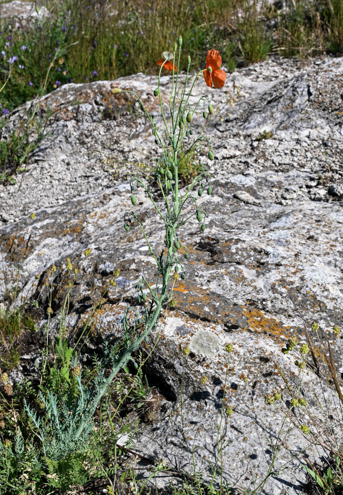 Изображение особи Papaver fugax.