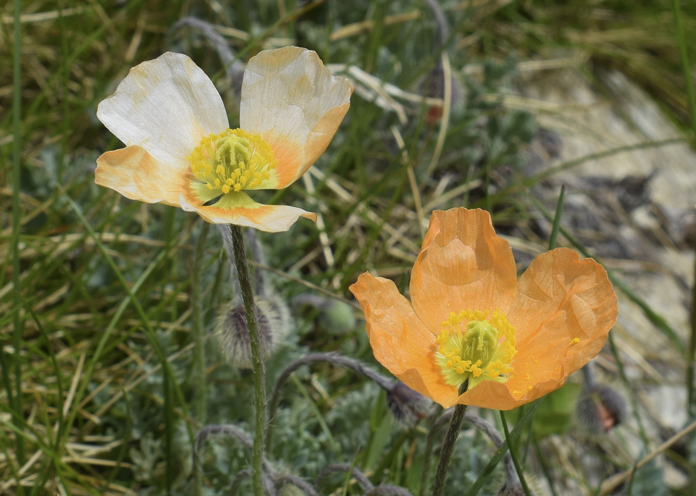 Image of Papaver lapeyrouseanum specimen.