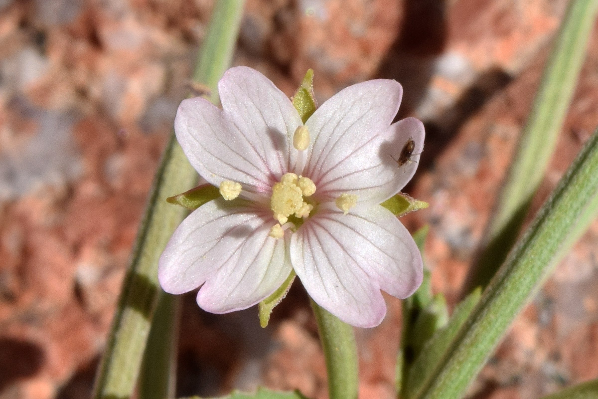 Image of Epilobium cylindricum specimen.