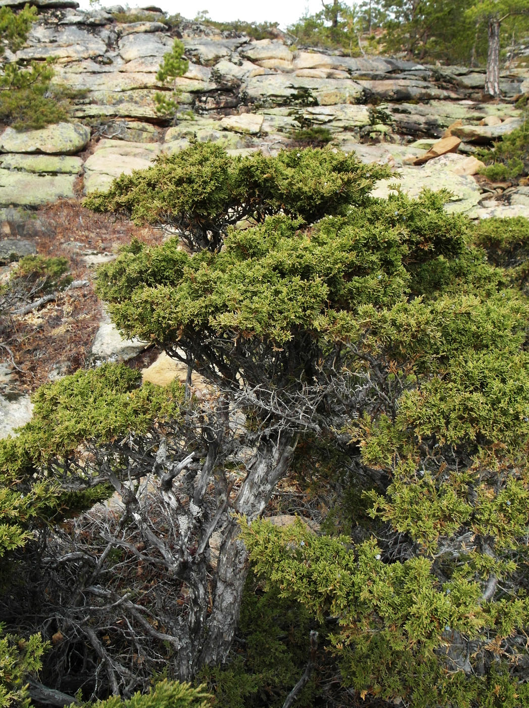 Image of Juniperus sabina specimen.