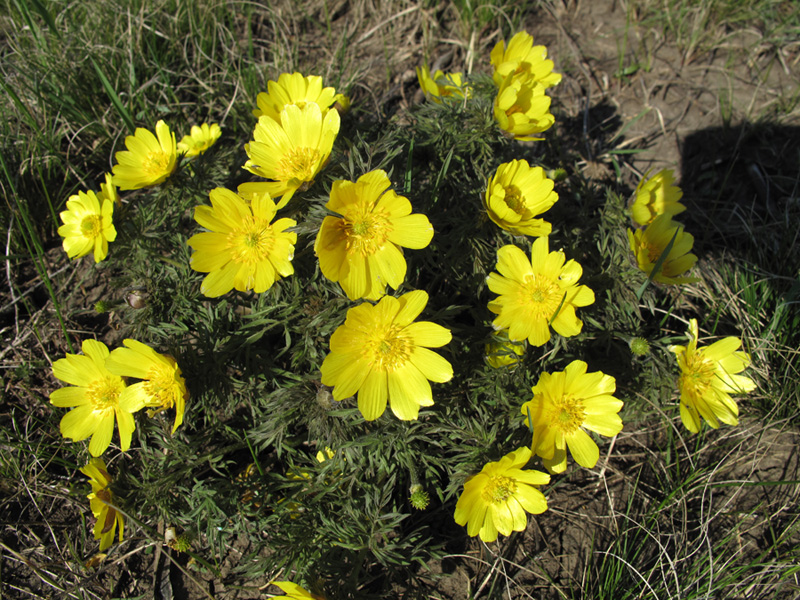 Image of Adonis volgensis specimen.