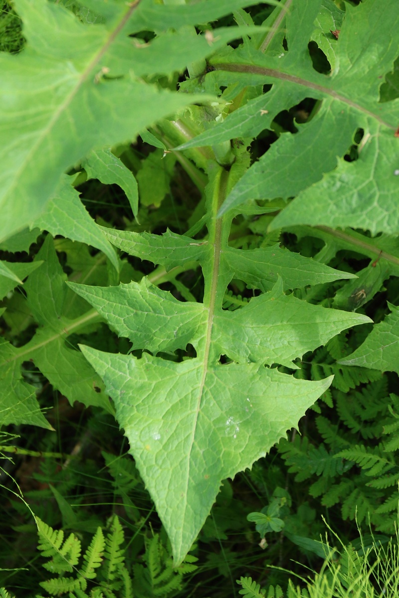 Image of Cicerbita alpina specimen.