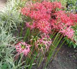 Lycoris radiata