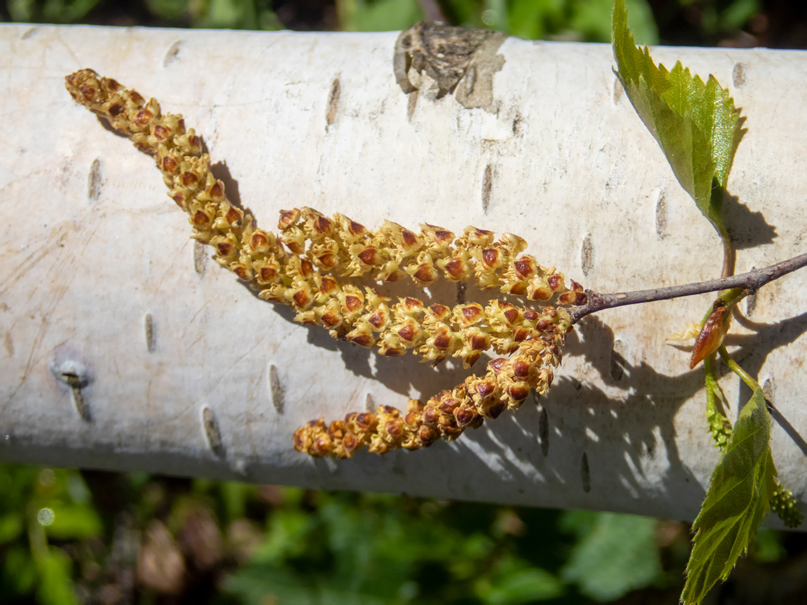 Изображение особи Betula pendula.