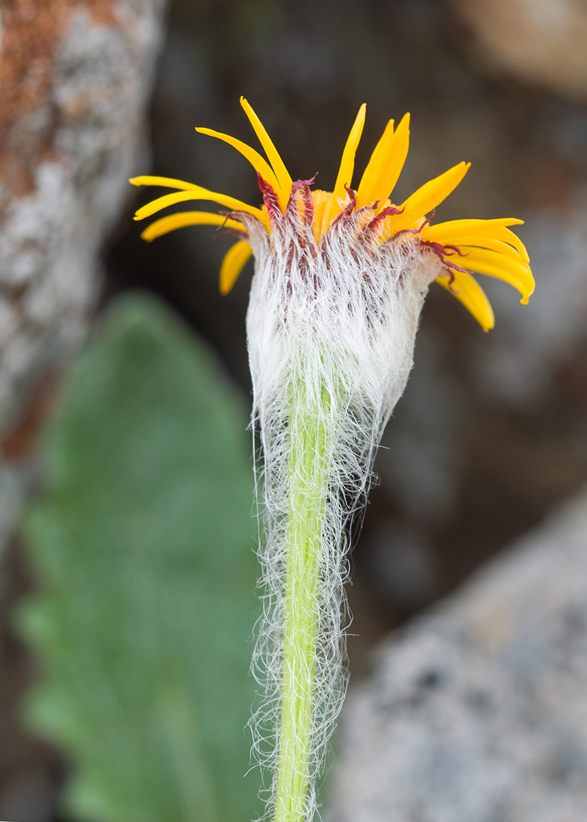 Image of Tephroseris karjaginii specimen.