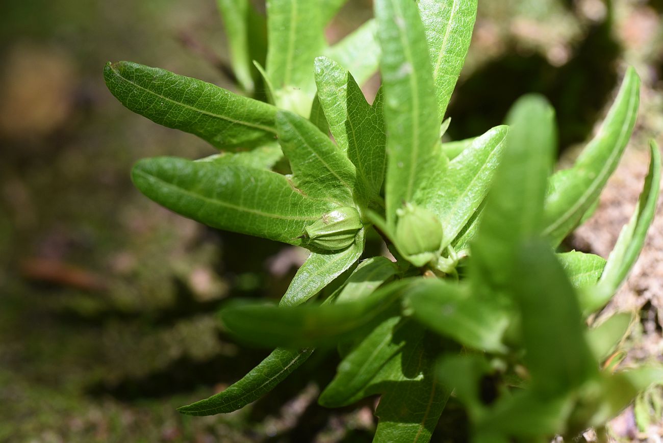 Image of Carpinus betulus specimen.